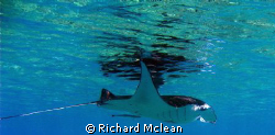A very young manta circling our boat in Gilli Lawa Laut by Richard Mclean 